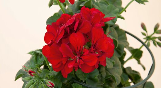 Geranium hang