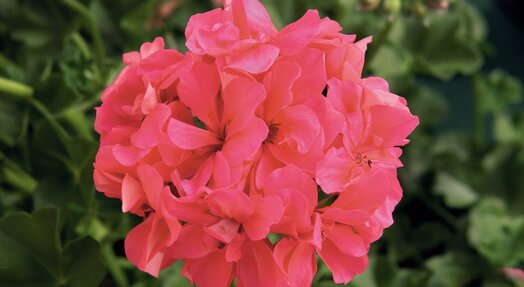 Geranium hang