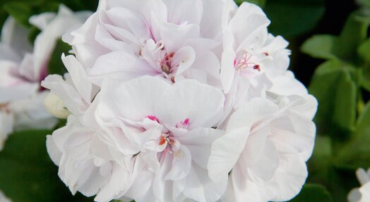 Geranium hang