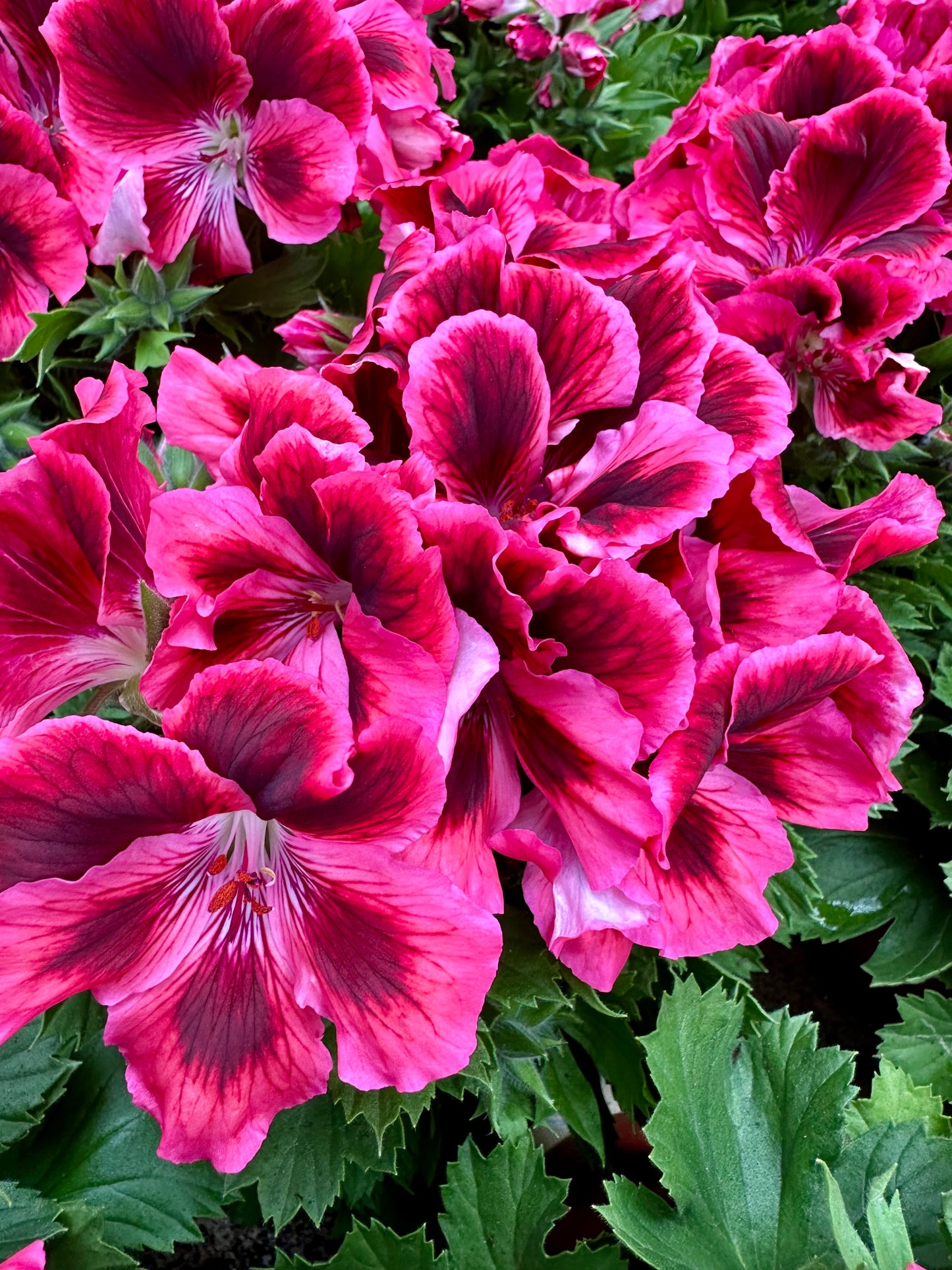 Geranium Grandiflorum-Strauch