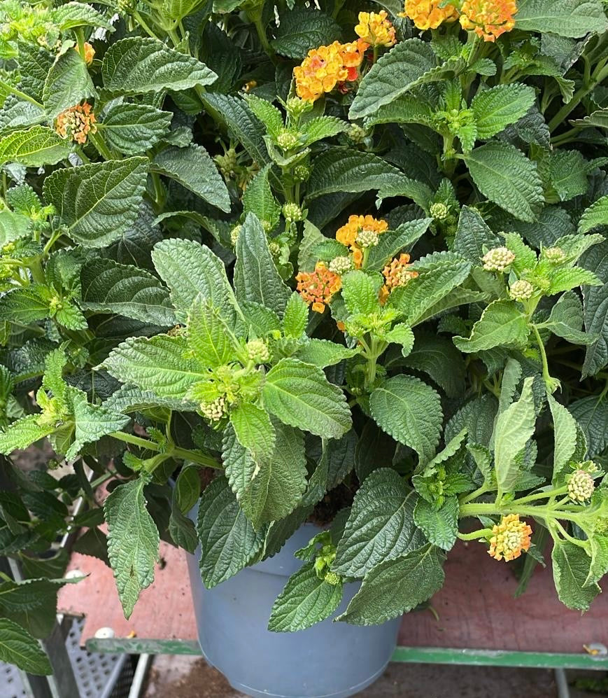 Lantana am Stiel