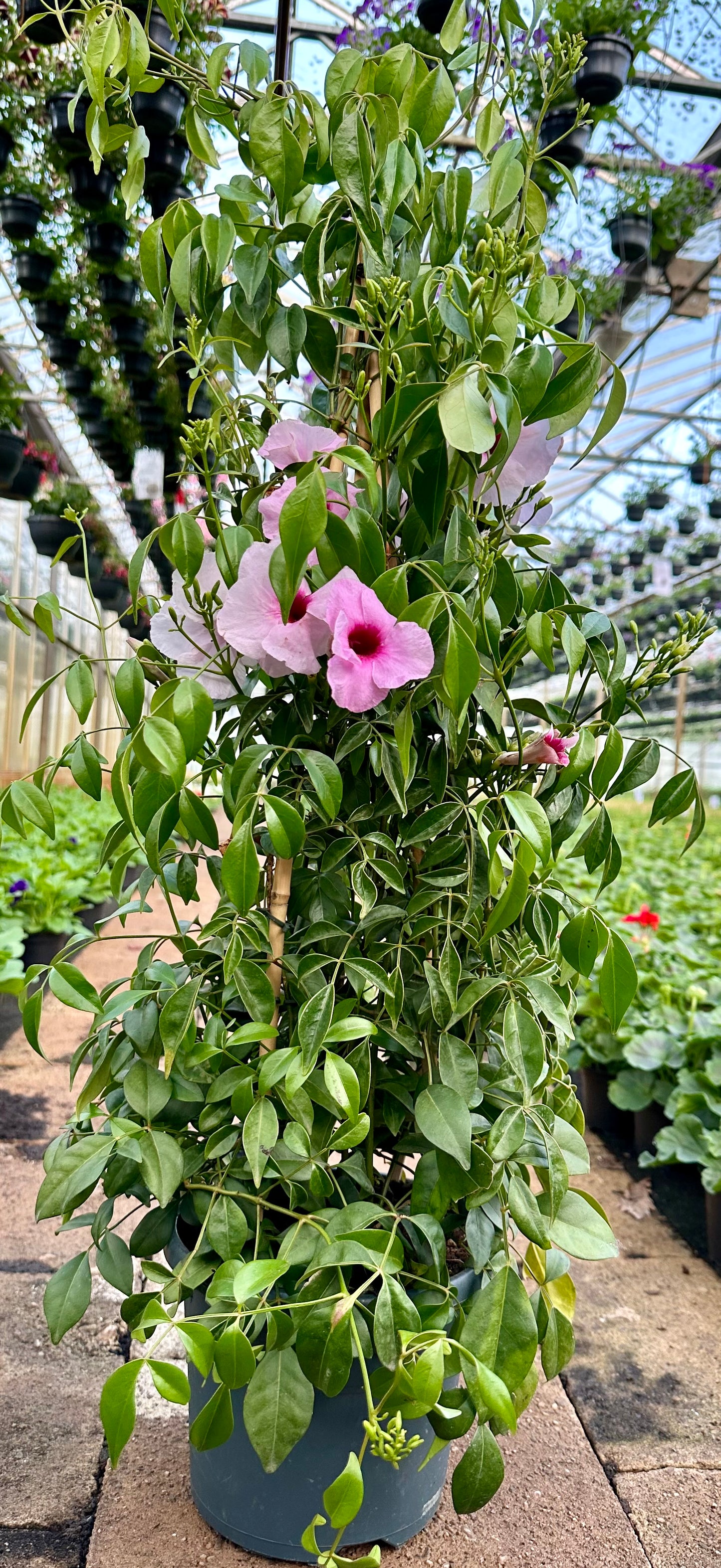 Pandorea Jasminoides Piramide