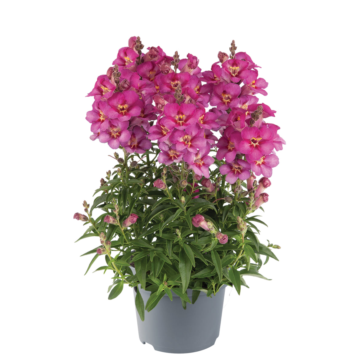 Antirrhinum (Löwenmaul)