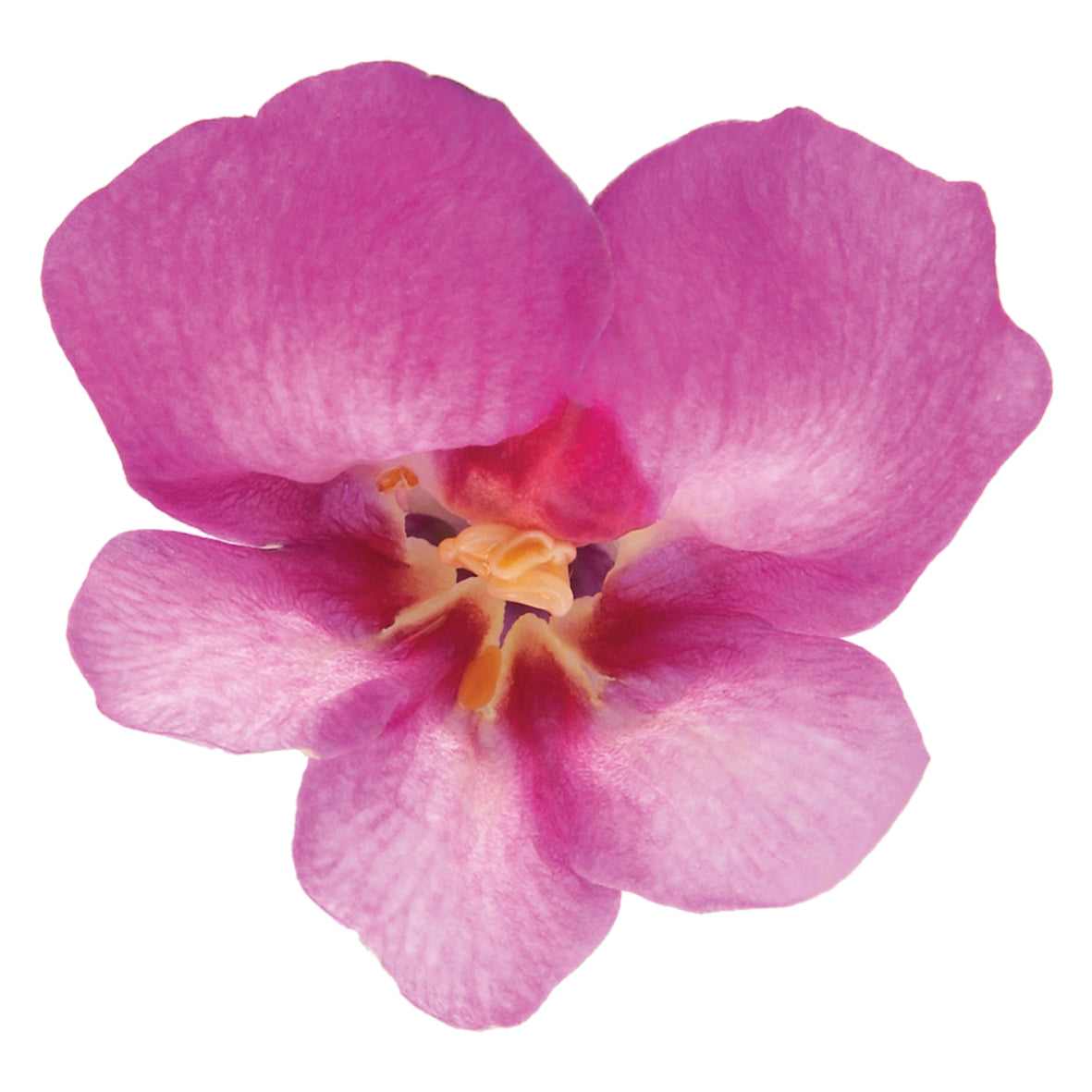 Antirrhinum (Löwenmaul)