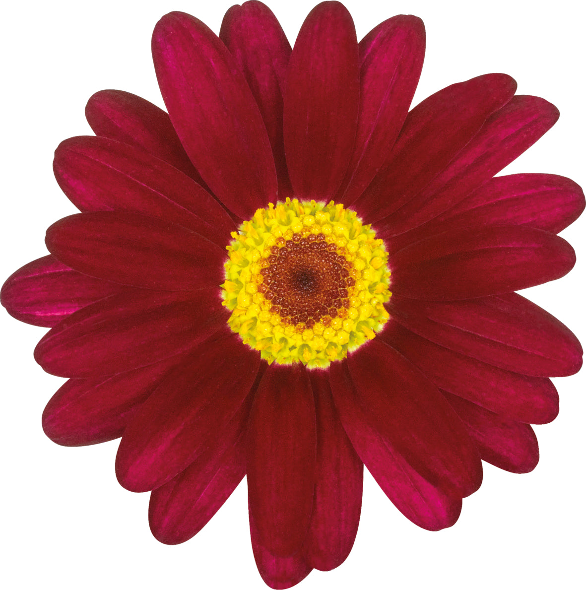 Argyranthemum (Margerite)