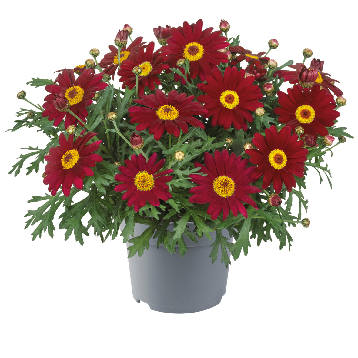 Argyranthemum (Margerite)