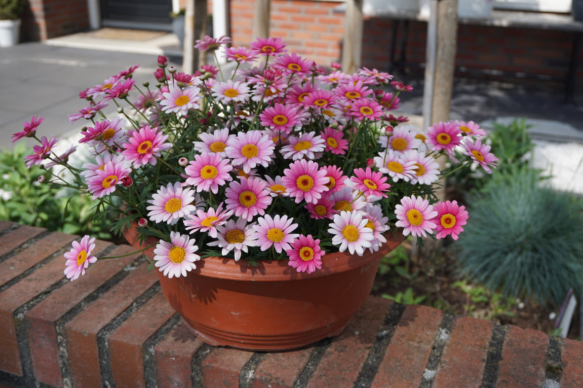 Argyranthemum (Margerite)