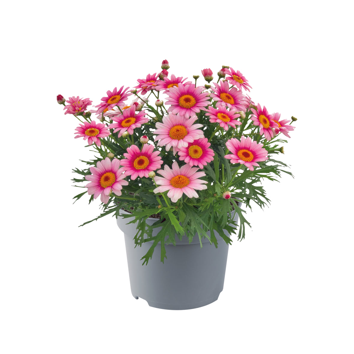 Argyranthemum (Margerite)