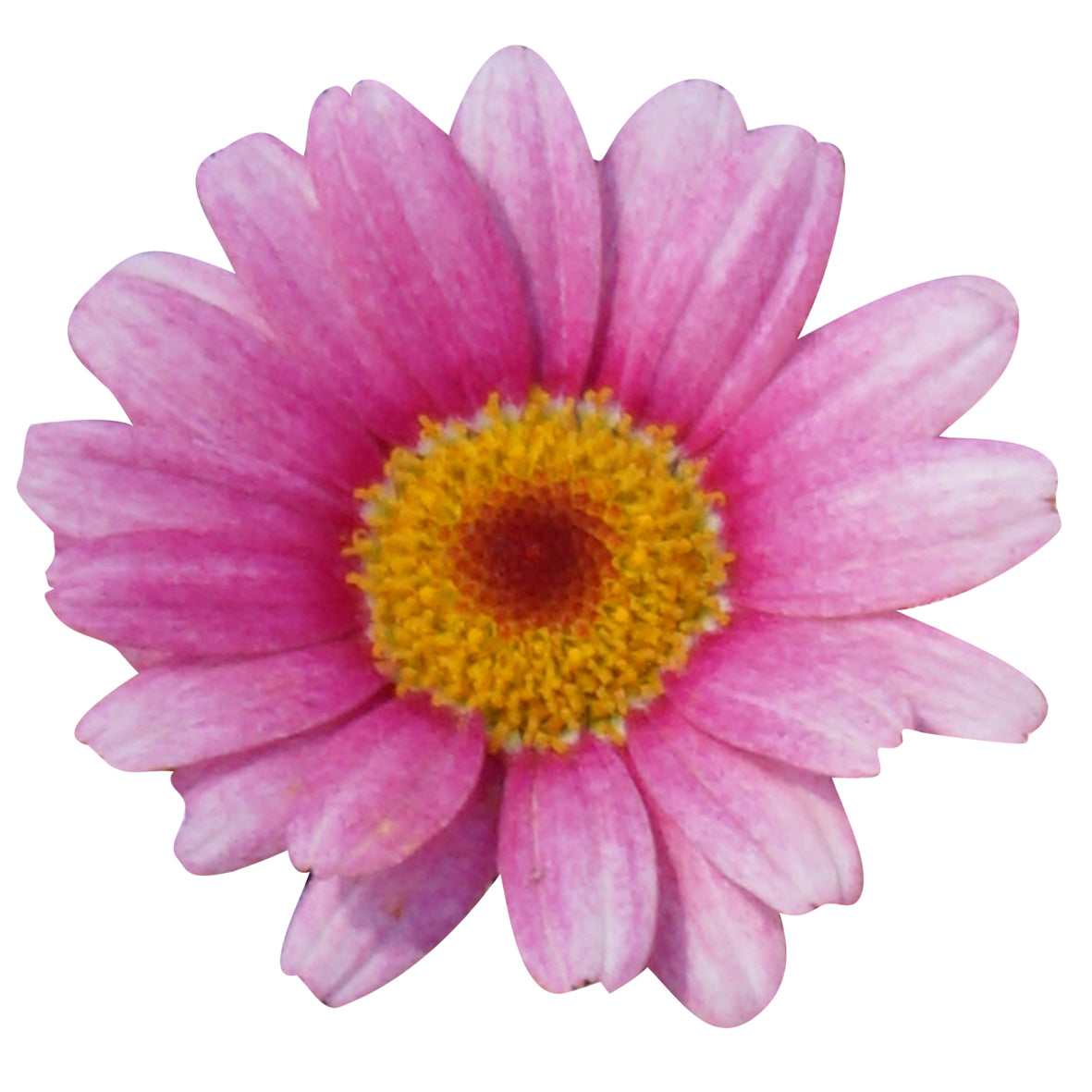 Argyranthemum (Margerite)