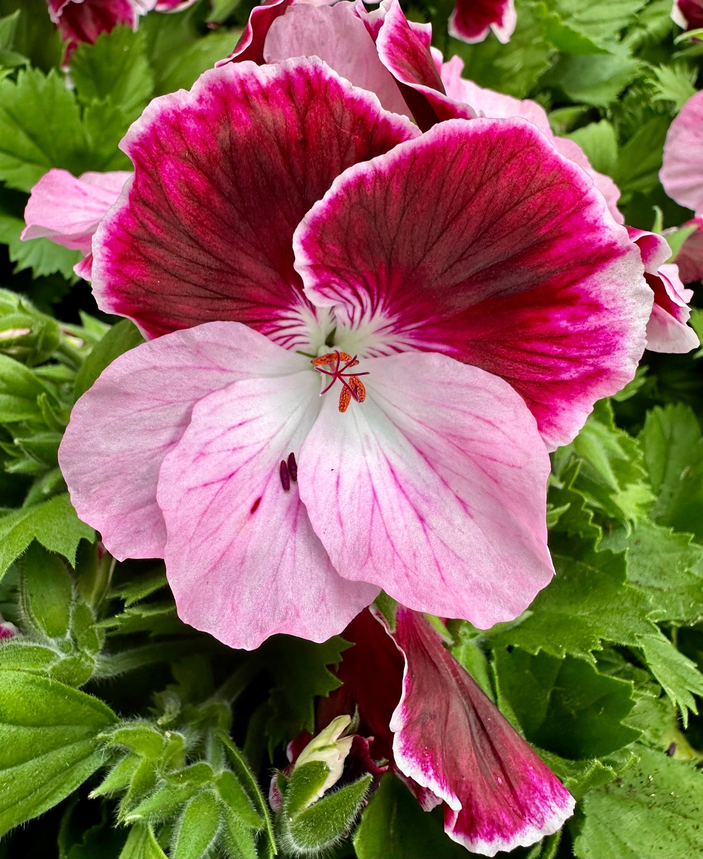Geranium Grandiflorum-Strauch