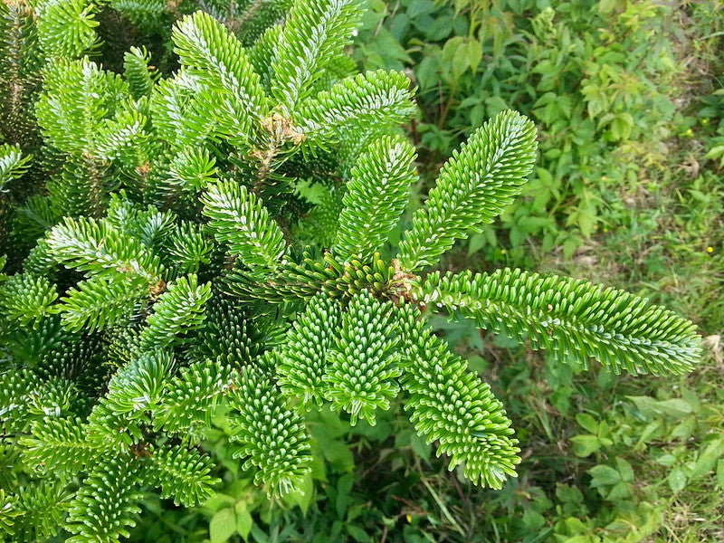Fraserspar (Abies fraseri)