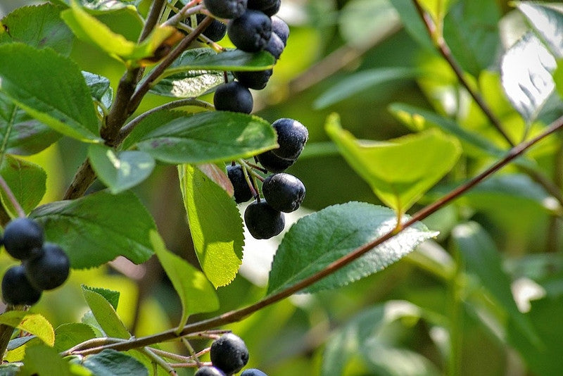 Aronia melanocarpa