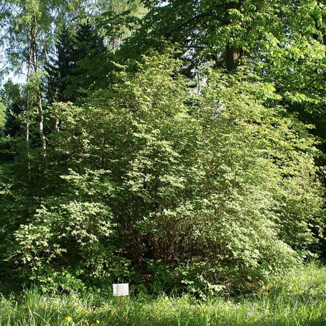 Lonicera xylosteum