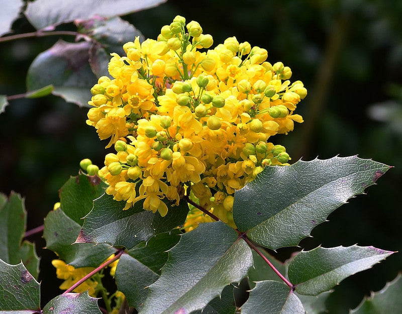 Mahonia aquifolium
