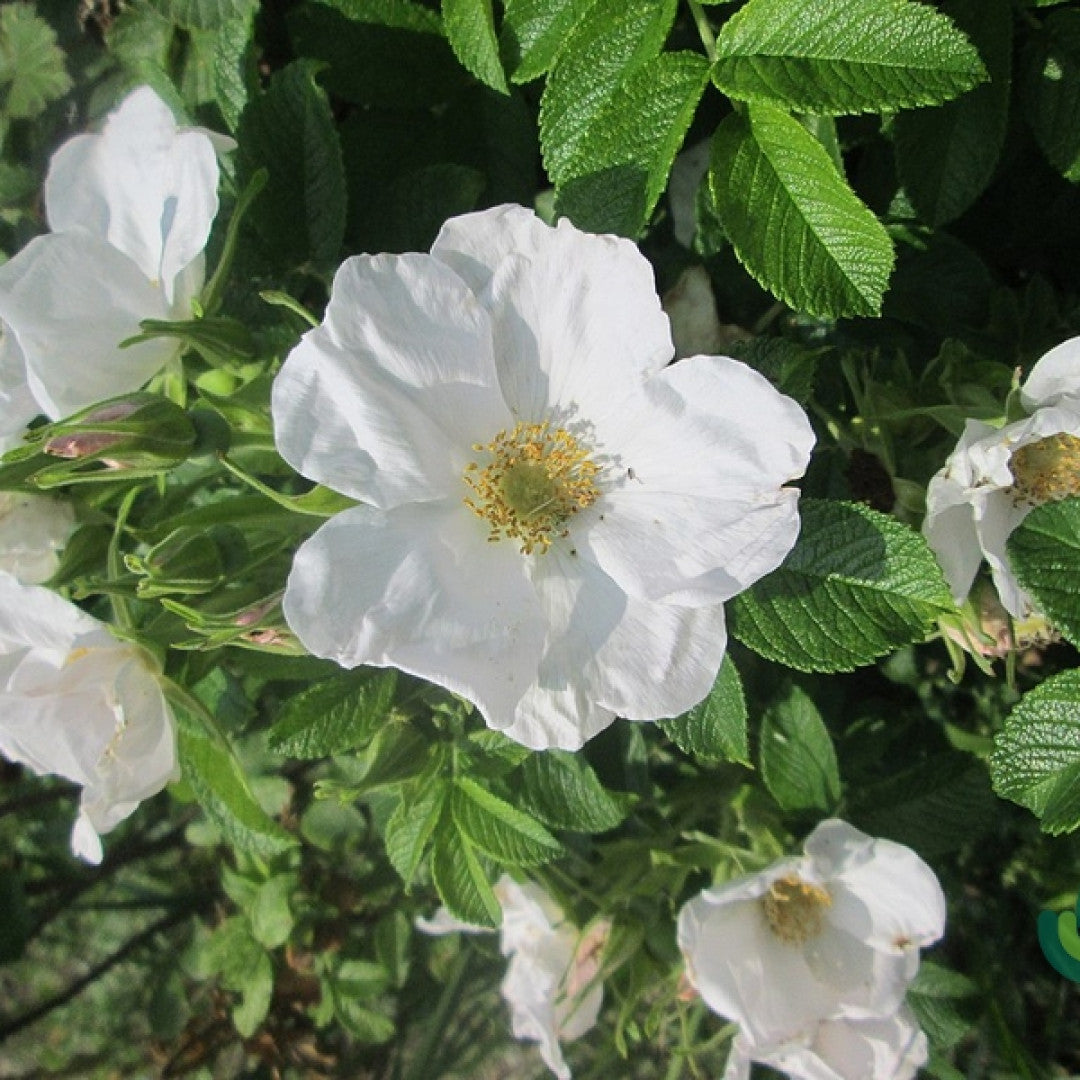 Rosa rugosa 'Alba'