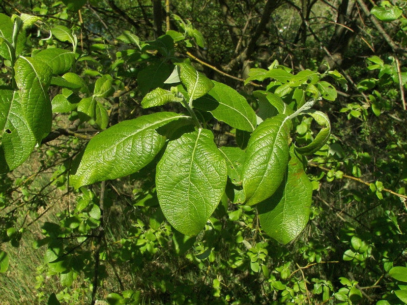 Salix caprea
