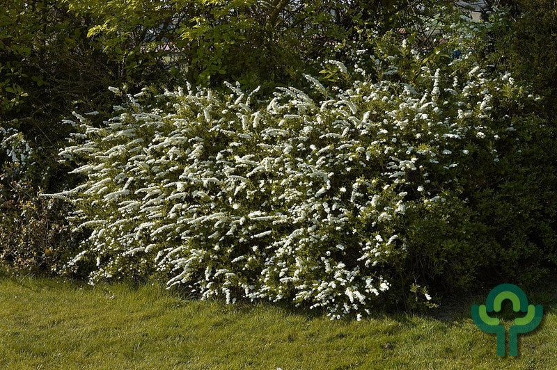Spiraea cinerea 'Grefsheim'
