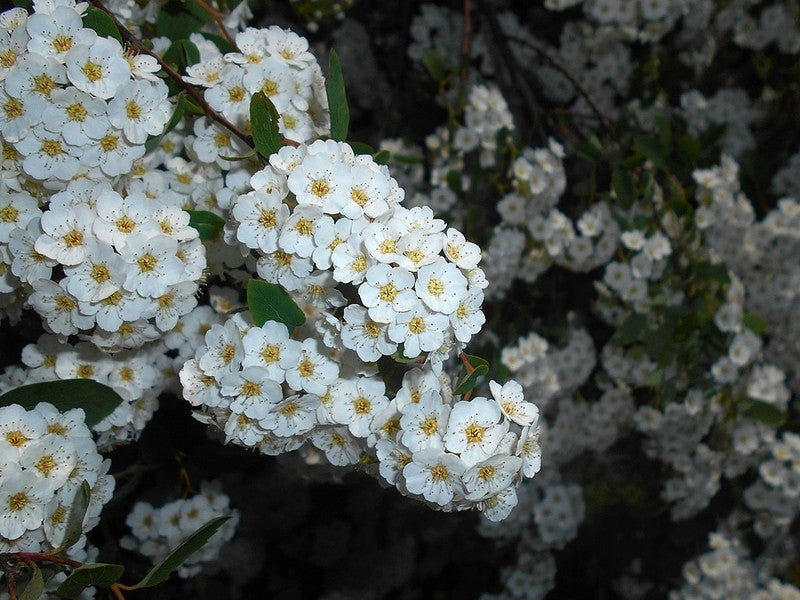 Spiraea vanhouttei