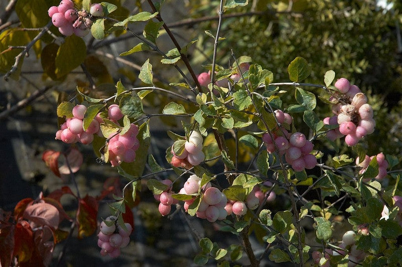 Symphoricarpos doorenbosii 'Mother of Pearl'