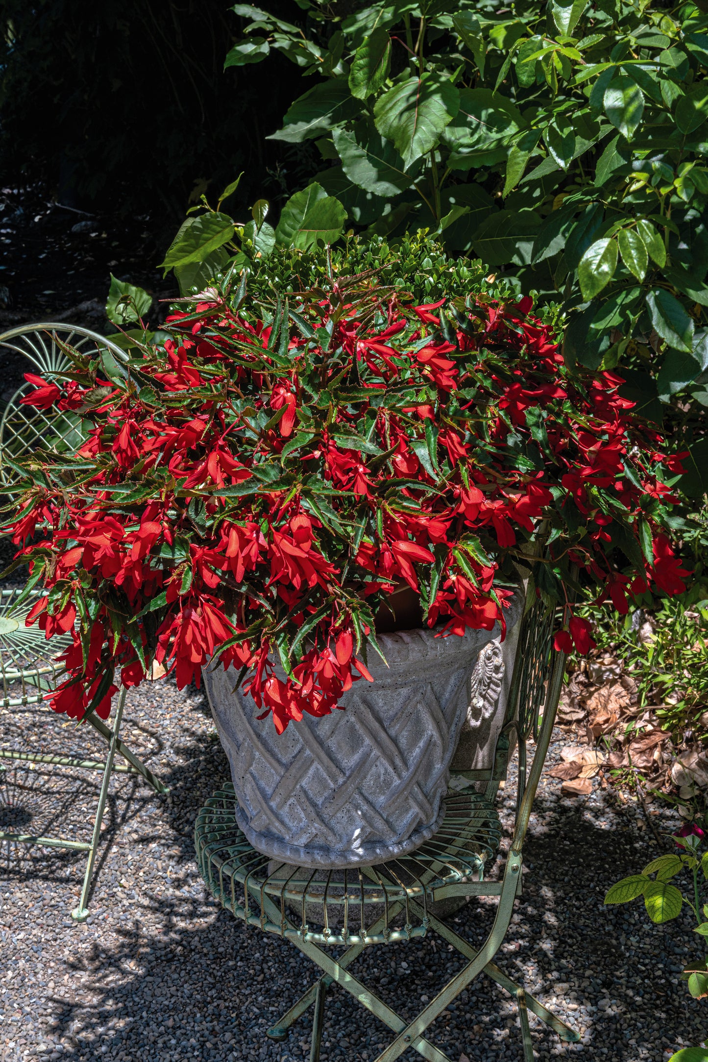 Begonia Boliviensis