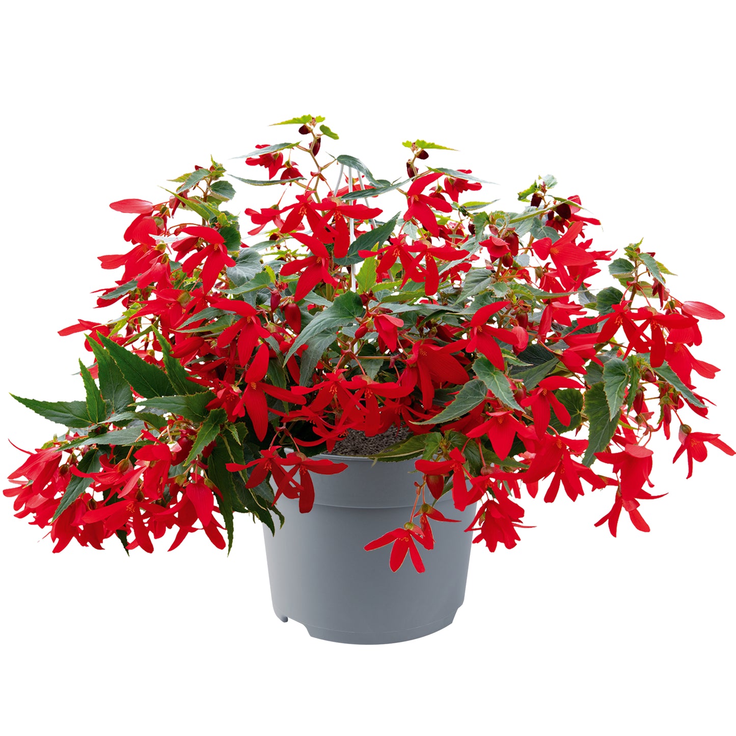 Begonia Boliviensis