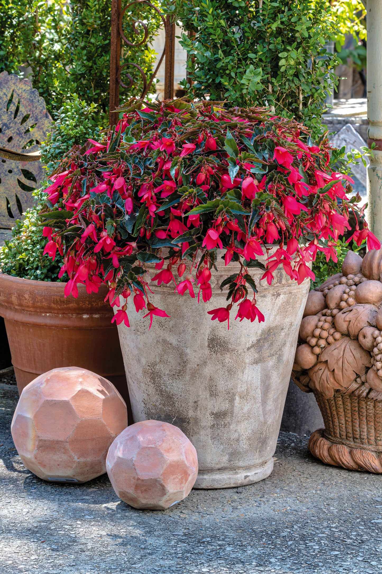 Begonia Boliviensis