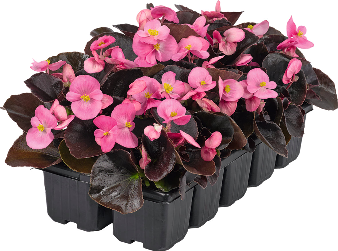 Tuinbegonia