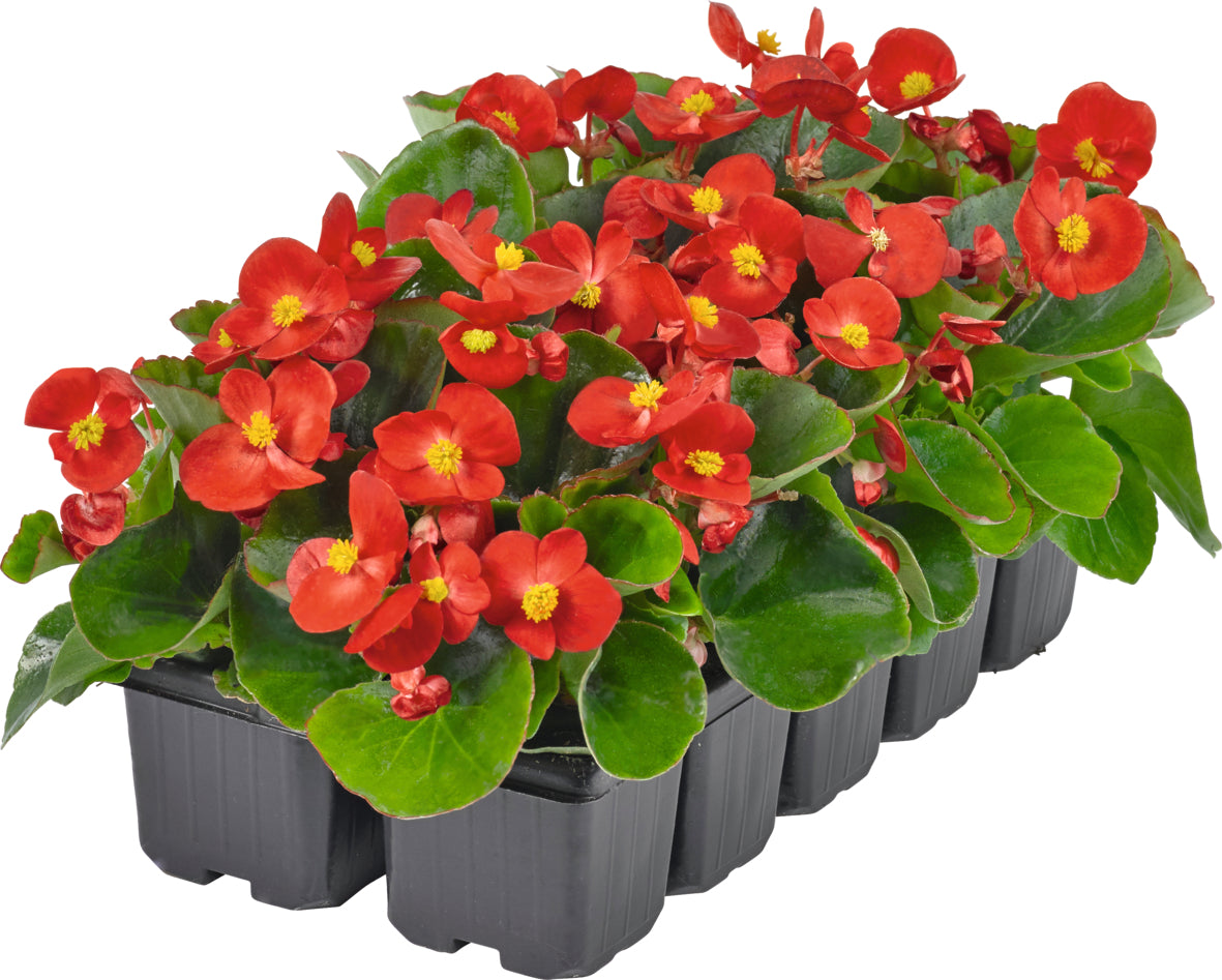 Tuinbegonia