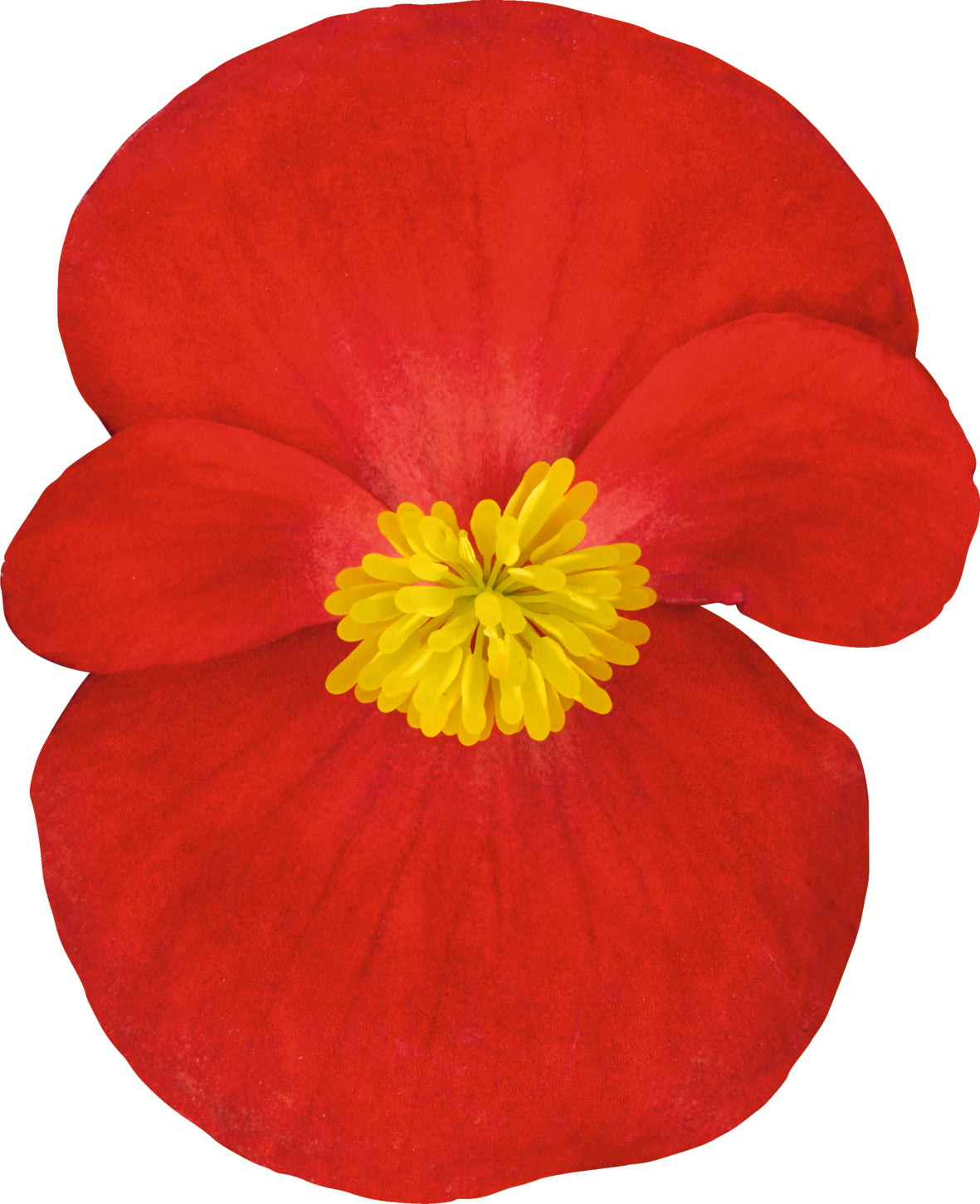 Tuinbegonia