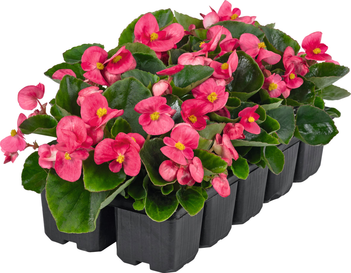 Tuinbegonia
