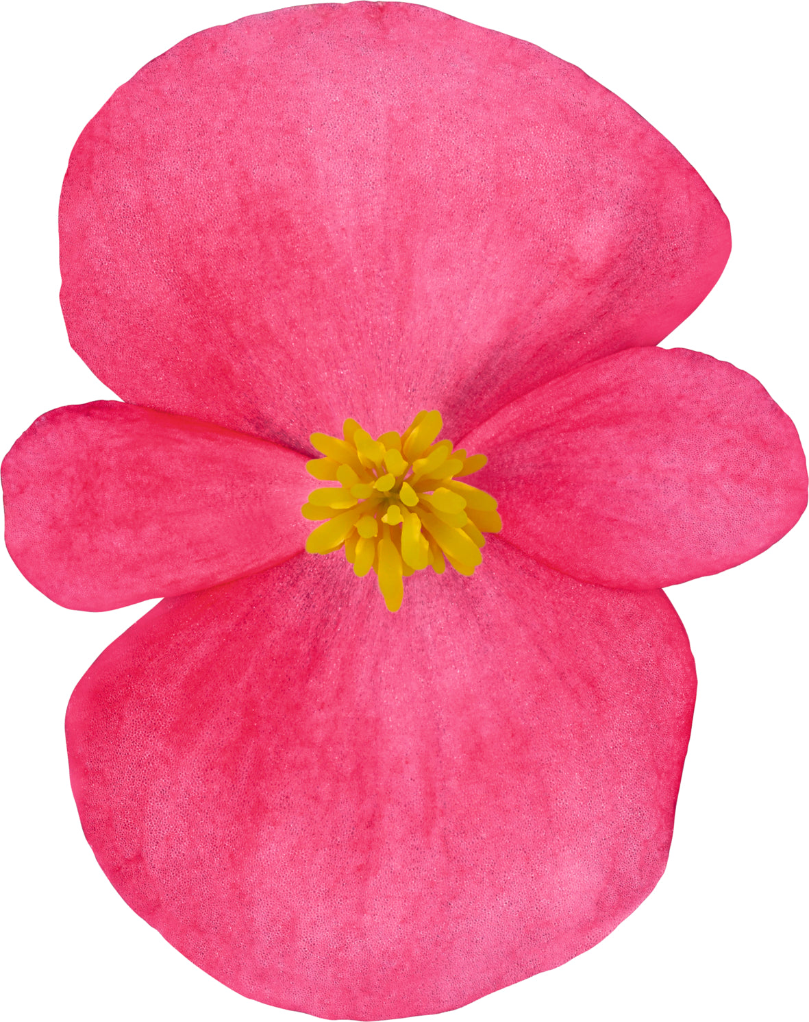 Tuinbegonia