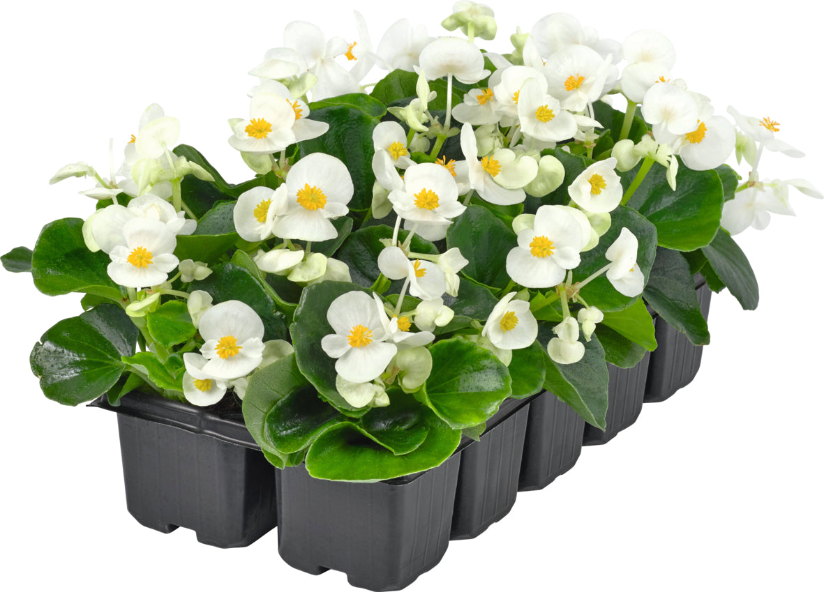 Tuinbegonia