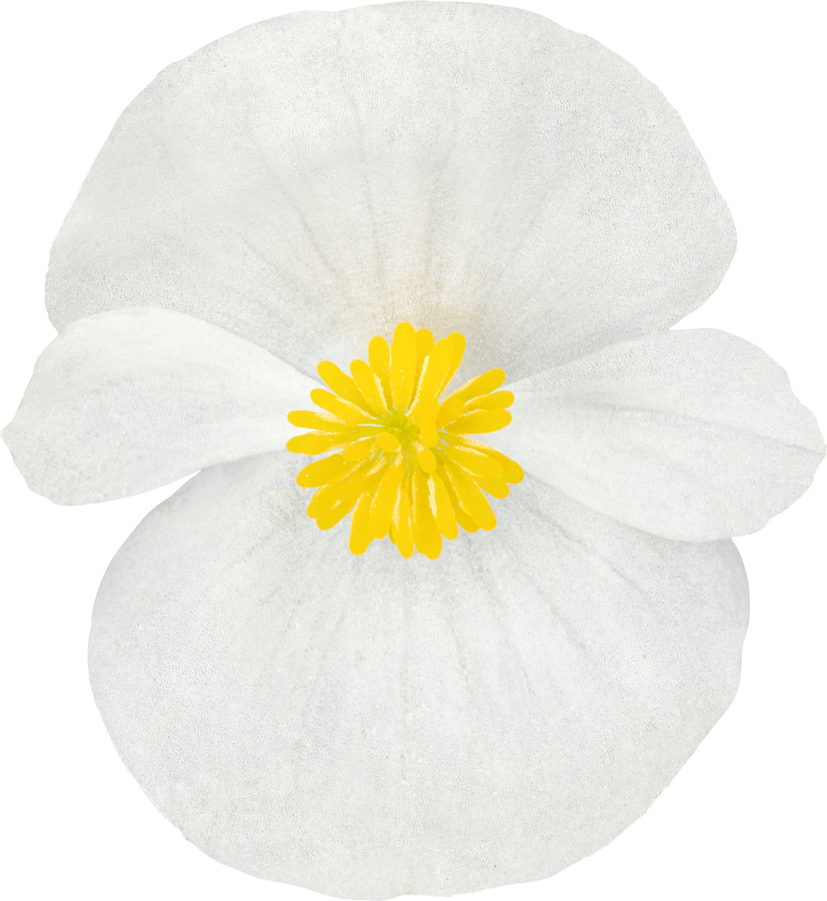 Tuinbegonia