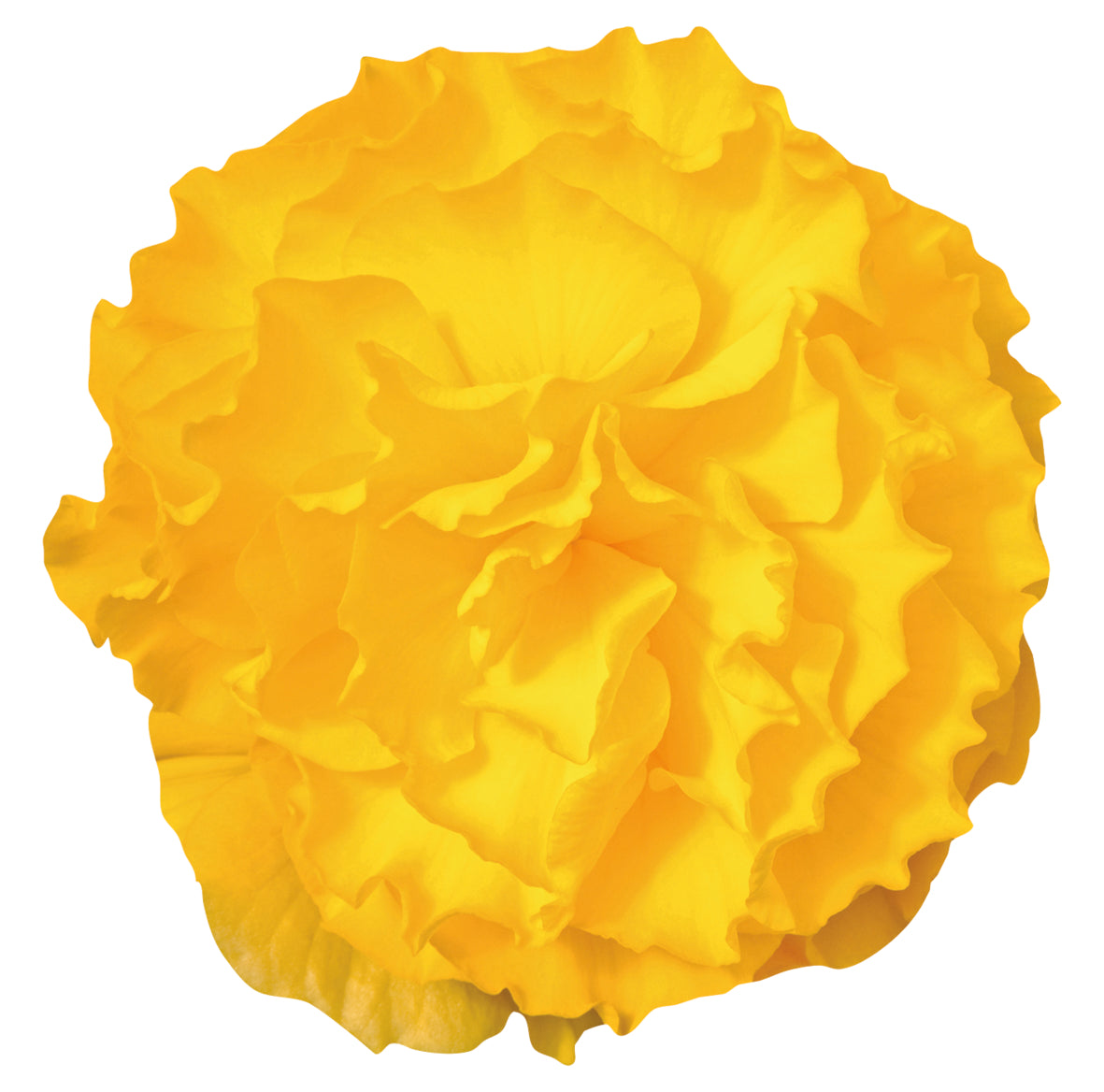 Knollenbegonie