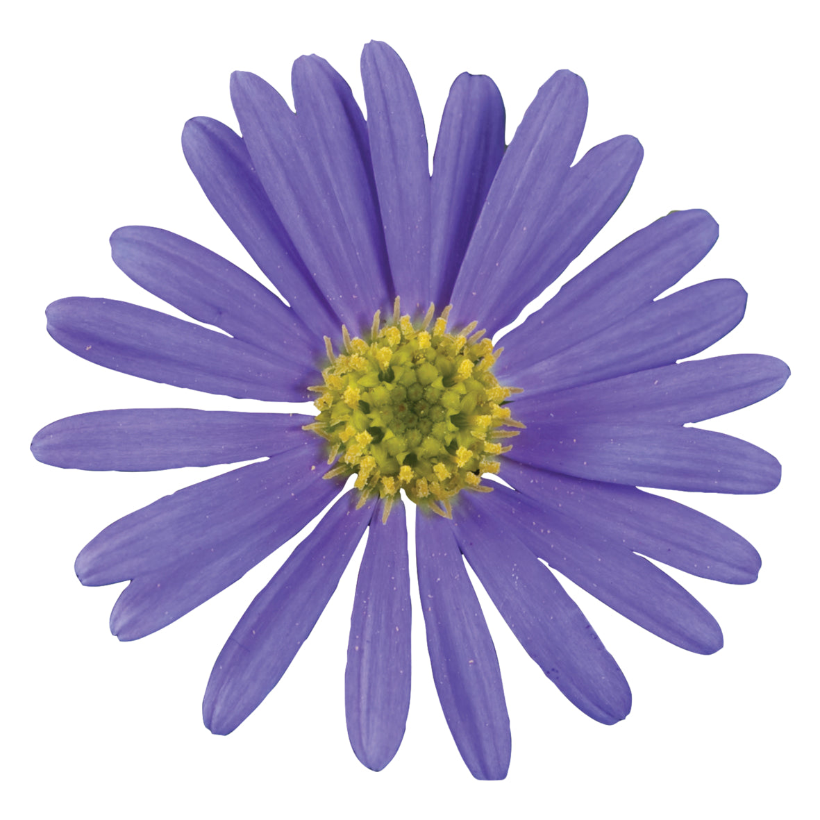 Brachyscome