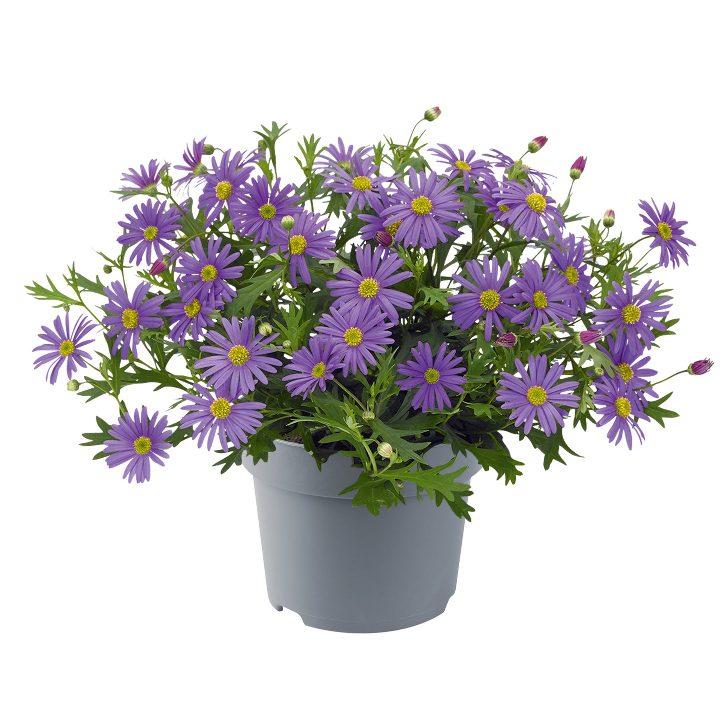 Brachyscome