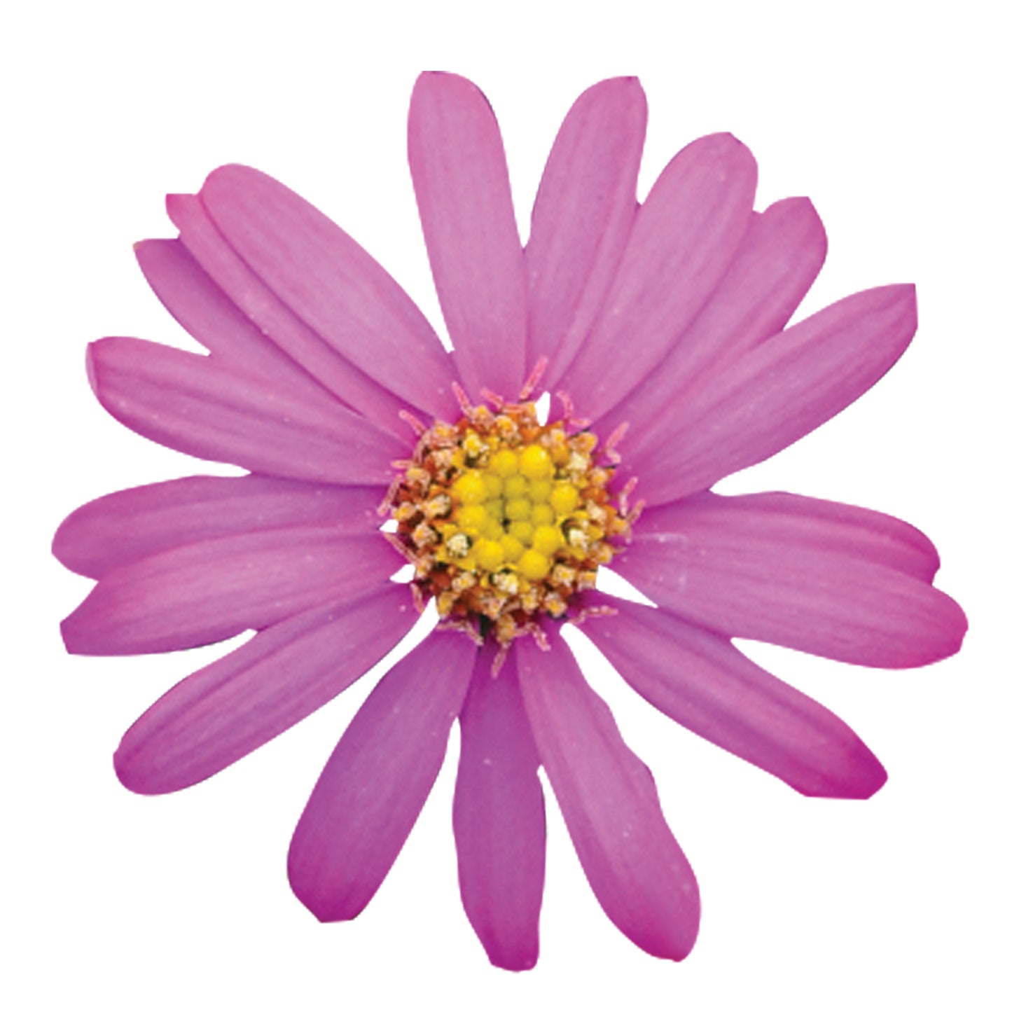 Brachyscome