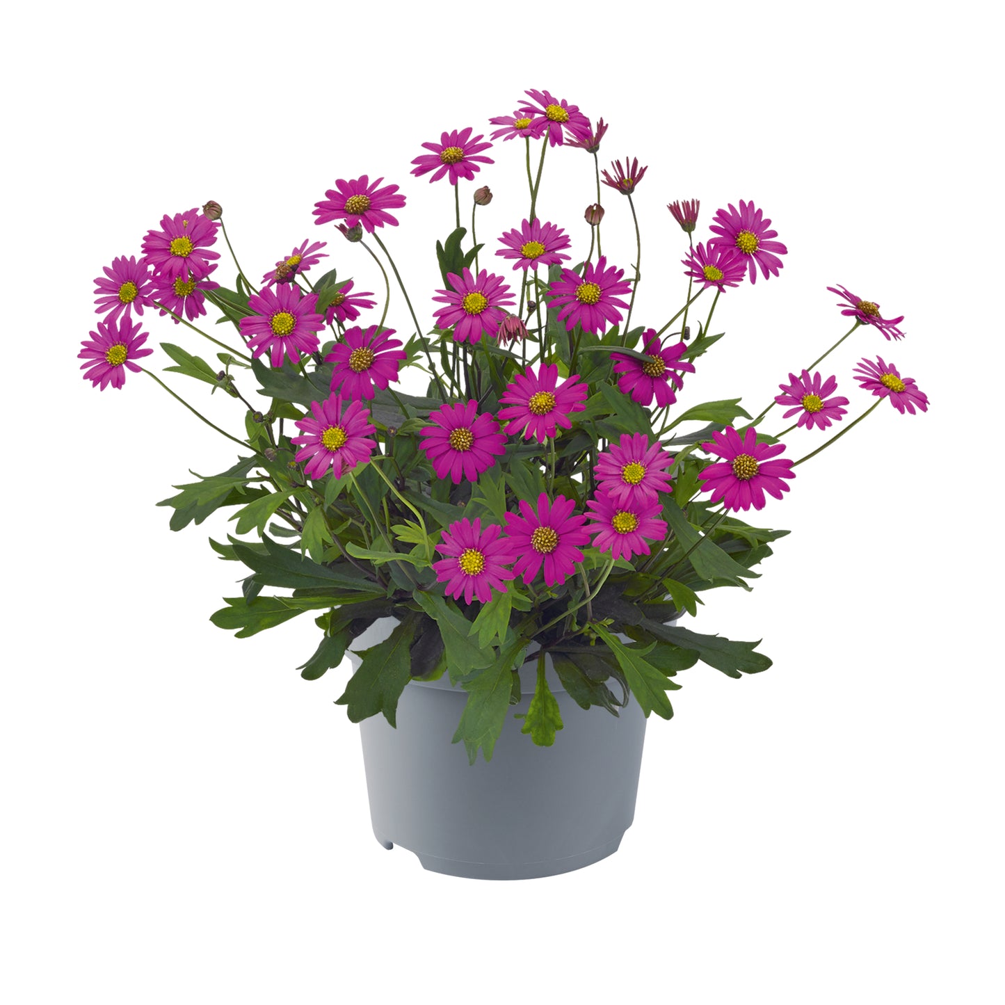 Brachyscome