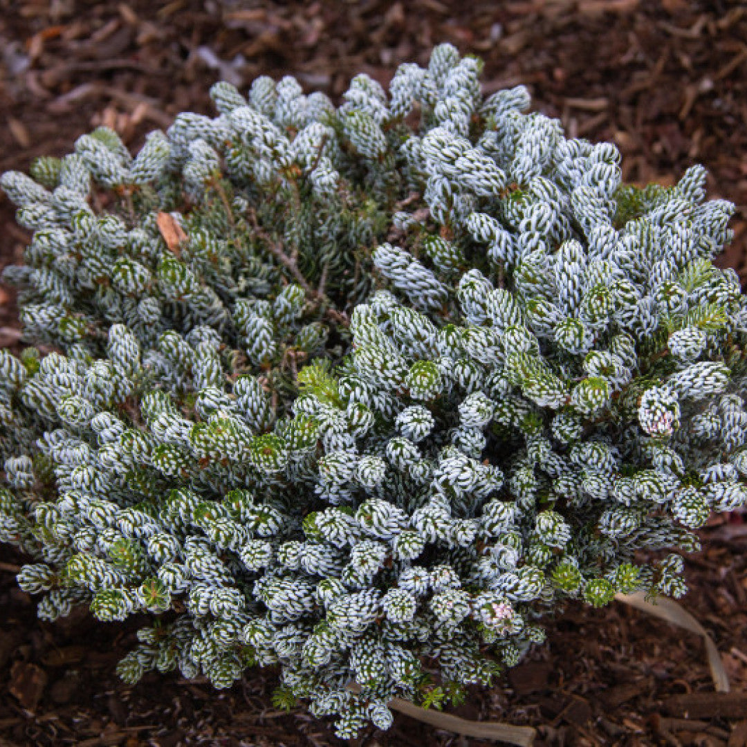 Koreaanse zilverspar (Abies koreana) 'Kohout's Icebreaker'