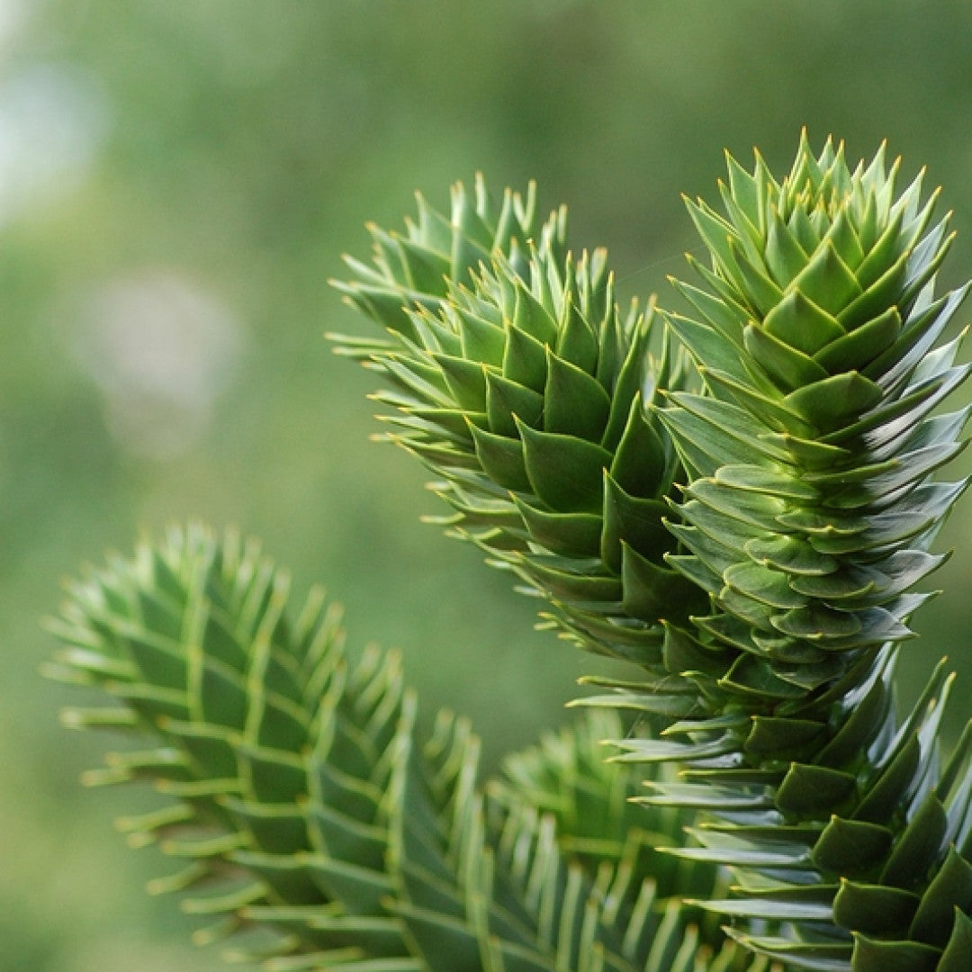 Apenboom (Araucaria araucana)