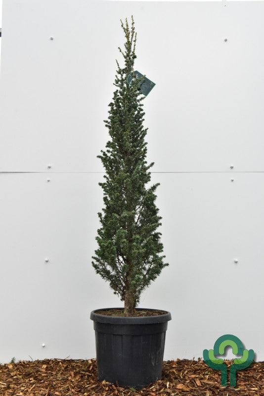 Libanonceder (Cedrus libani) 'Fastigiata'