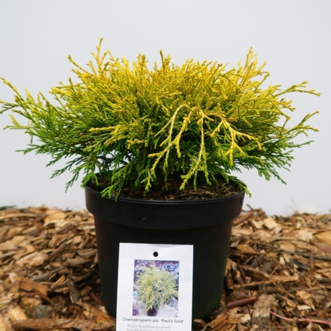 Schijncipres (Chamaecyparis pisifera) 'Paul's Gold'