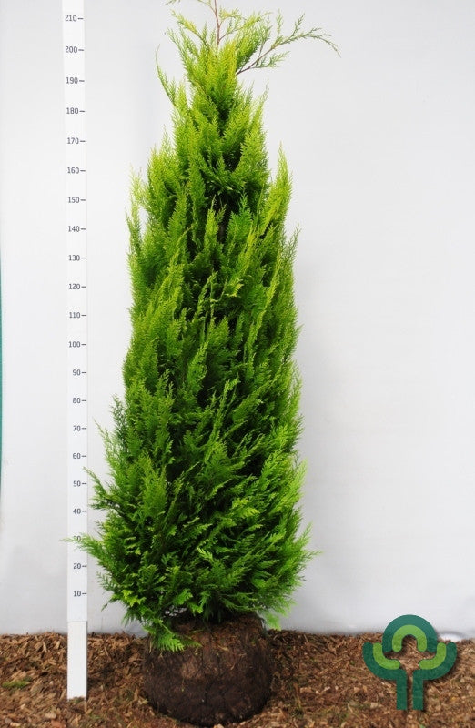 Schijncipres (Chamaecyparis lawsoniana) 'Ivonne'
