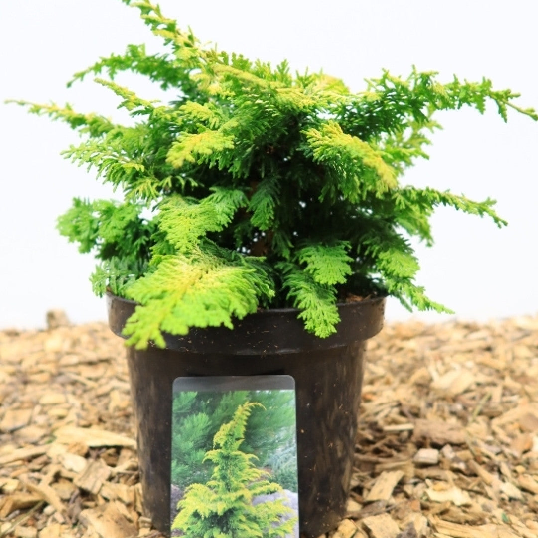 Schijncipres (Chamaecyparis obtusa) 'Fernspray Gold'