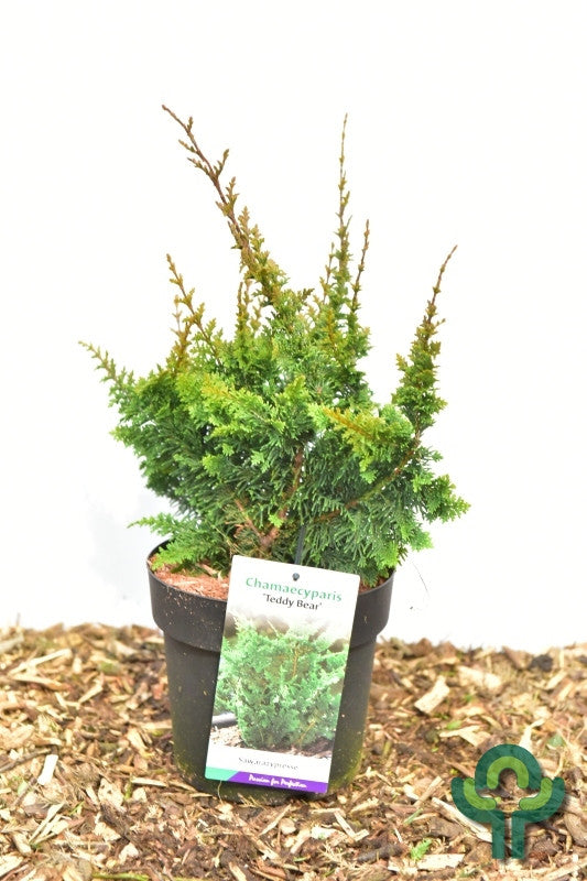 Schijncipres (Chamaecyparis obtusa) 'Teddy Bear'