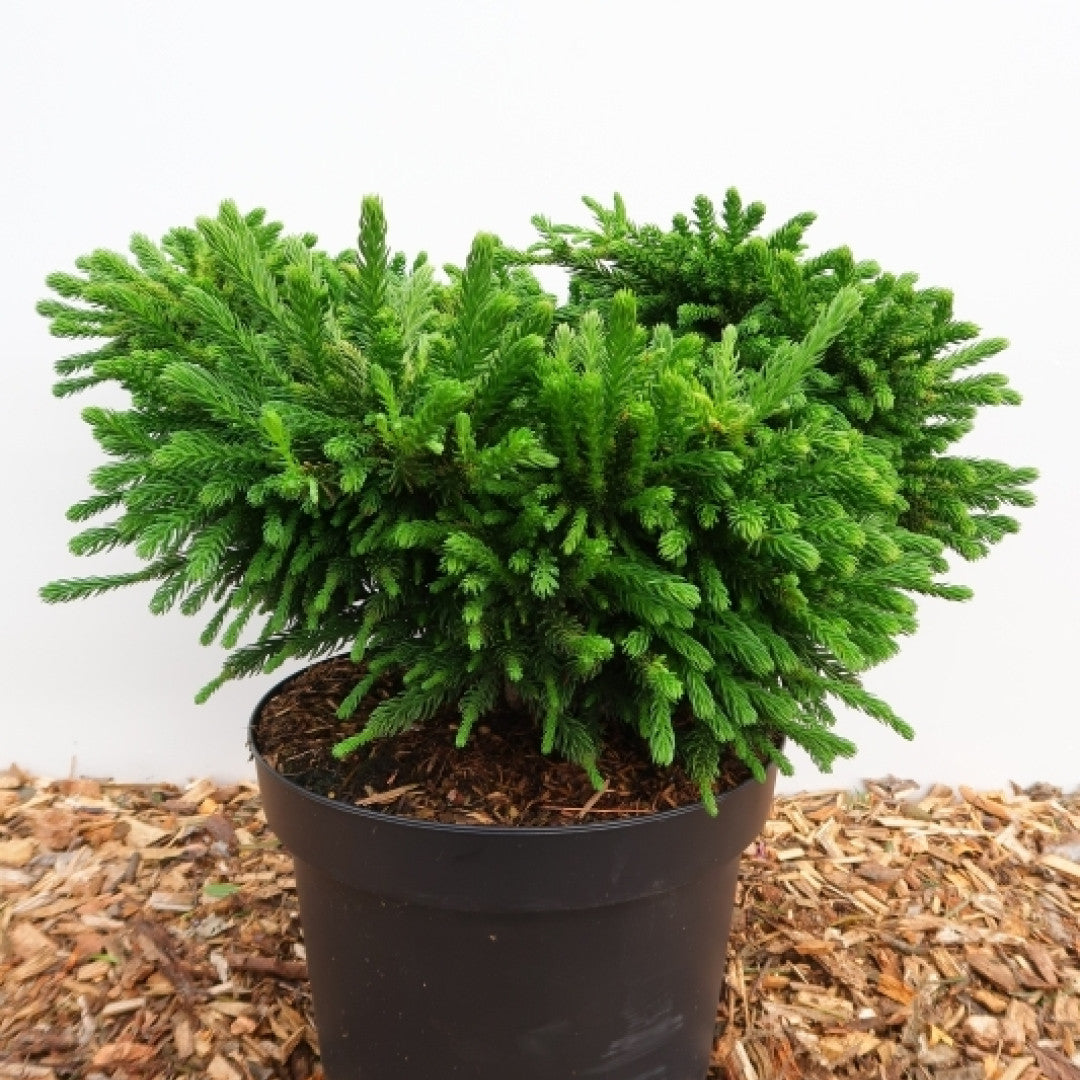 Japanse ceder (Cryptomeria japonica) 'Dinger'