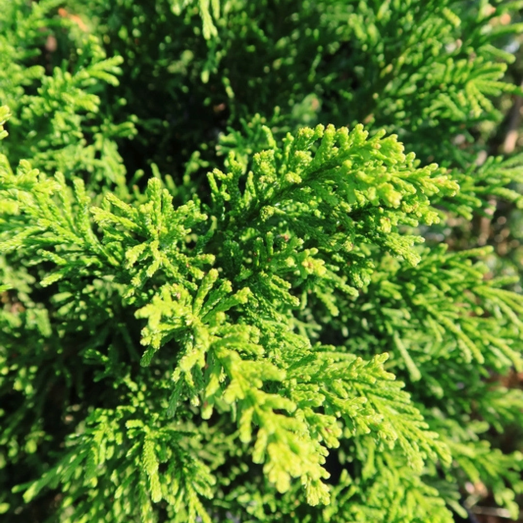Schijncipres (Chamaecyparis obtusa) 'Drath'