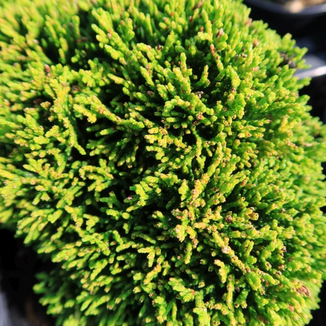 Schijncipres (Chamaecyparis obtusa) 'Juniperoides'