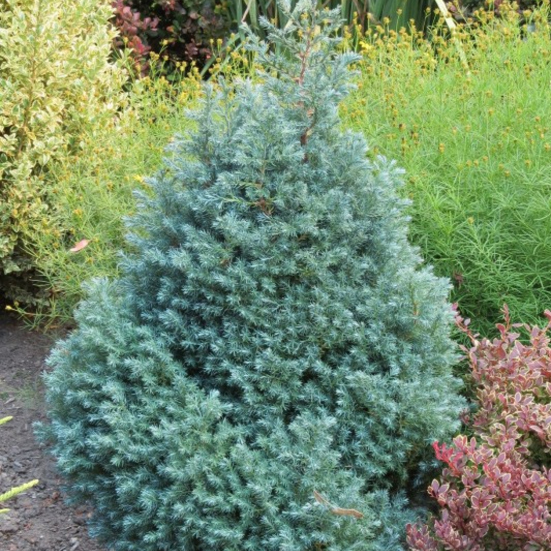 Schijncipres (Chamaecyparis pisifera) 'Baby Blue'