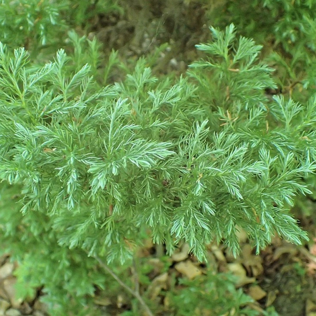 Schijncipres (Chamaecyparis pisifera) 'Boulevard'